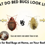How to Check for Bed Bugs at Home, on Your Body, or in Hotels